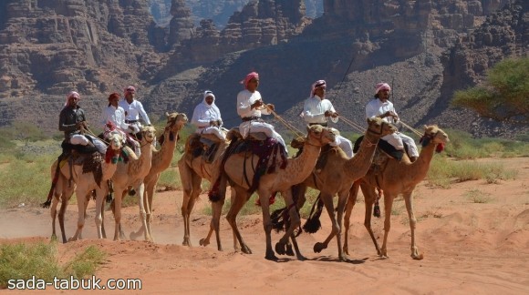 مسيرة للهجن ( عدسة عبدالرحمن ابوهقشة العطوي )