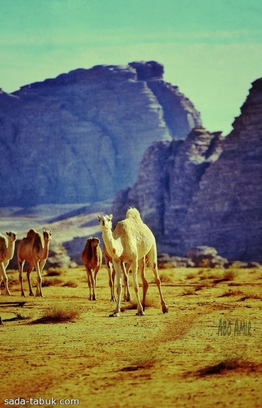 جانب من الحياة البرية في مركز علقان