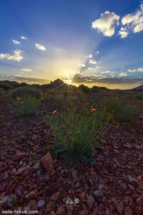 عدسة عواد العطوي