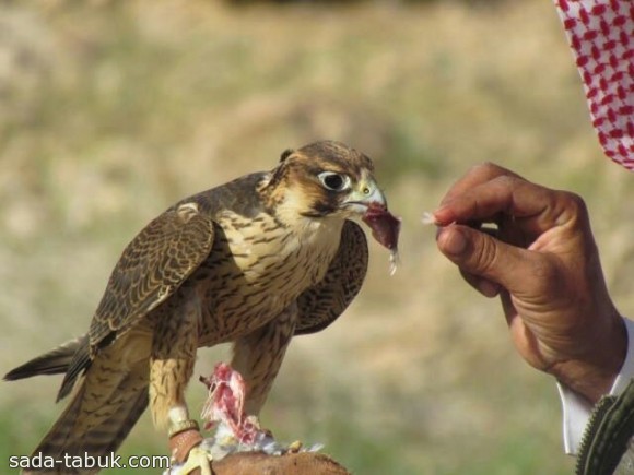 عدسة عبدالمحسن الحويطي