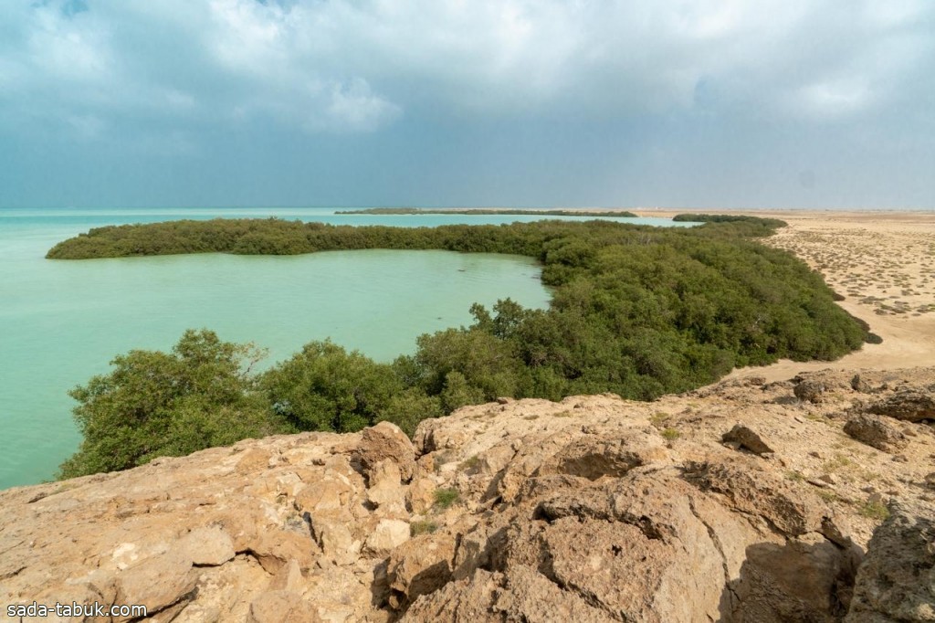 "الغطاء النباتي" يعزز ازدهار غابات المانجروف على سواحل المملكة بزراعة 13 مليون شتلة