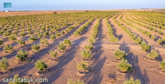 18 مليون شجرة "زيتون ونخيل" بالجوف رافد لتحقيق مستهدفات "مبادرة السعودية الخضراء"