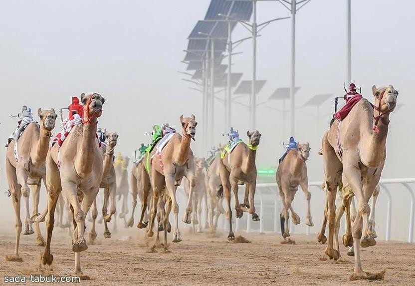 متعبه تنتزع التوقيت الأفضل في مهرجان ولي العهد لسباق الهجن باليوم الثاني