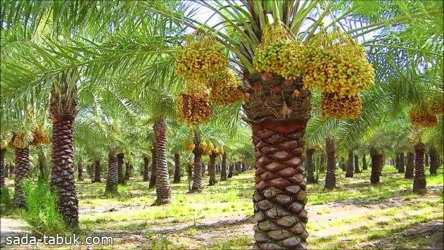 لربط المزارعين بمقدمي الحلول الزراعية.. "الوطني للنخيل والتمور" يطلق منصة "مُزارع"