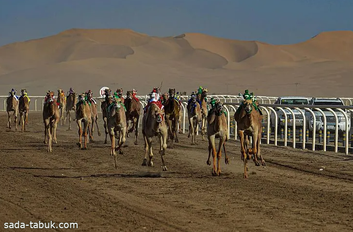 انطلاق كأس اللجنة الأولمبية والبارالمبية السعودية للهجن في تبوك