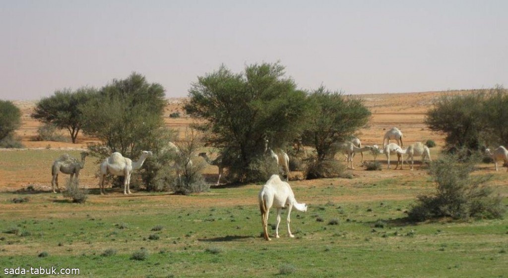 " الغطاء النباتي": فتح بعض المتنزهات الوطنية للرعي لا يشمل المحميات