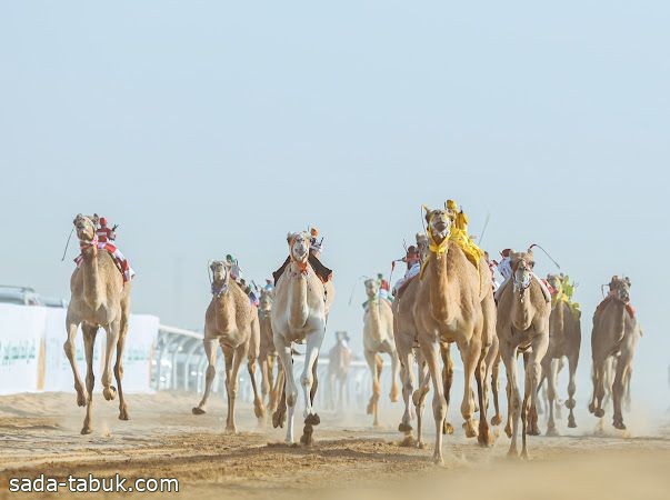 كأس العُلا للهجن ينطلق غدًا بمشاركة نخبة مطايا المملكة ومنطقة الخليج