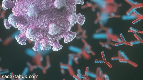 دراسة تكشف عن اختبار فئة جديدة من الأجسام المضادة ضد كورونا