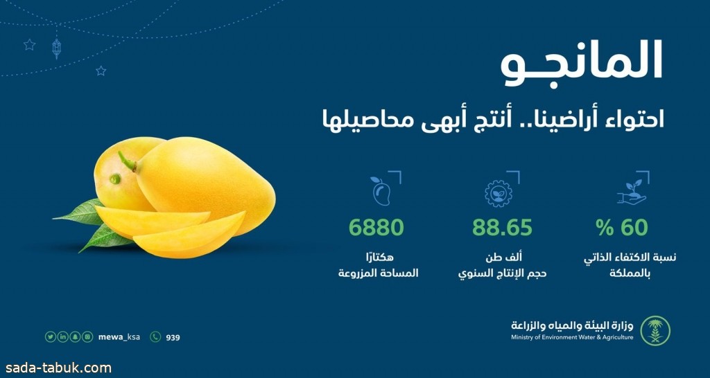 "البيئة ": الإنتاج المحلي من المانجو يتجاوز 88.6 ألف طن سنويًا محققًا60 % نسبة اكتفاء ذاتي