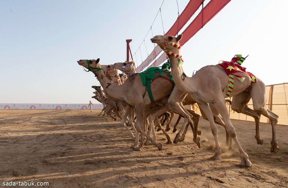 الكشف عن فئات الهجيج وشروط المسابقة في "جادة الإبل" بـ"تبوك"