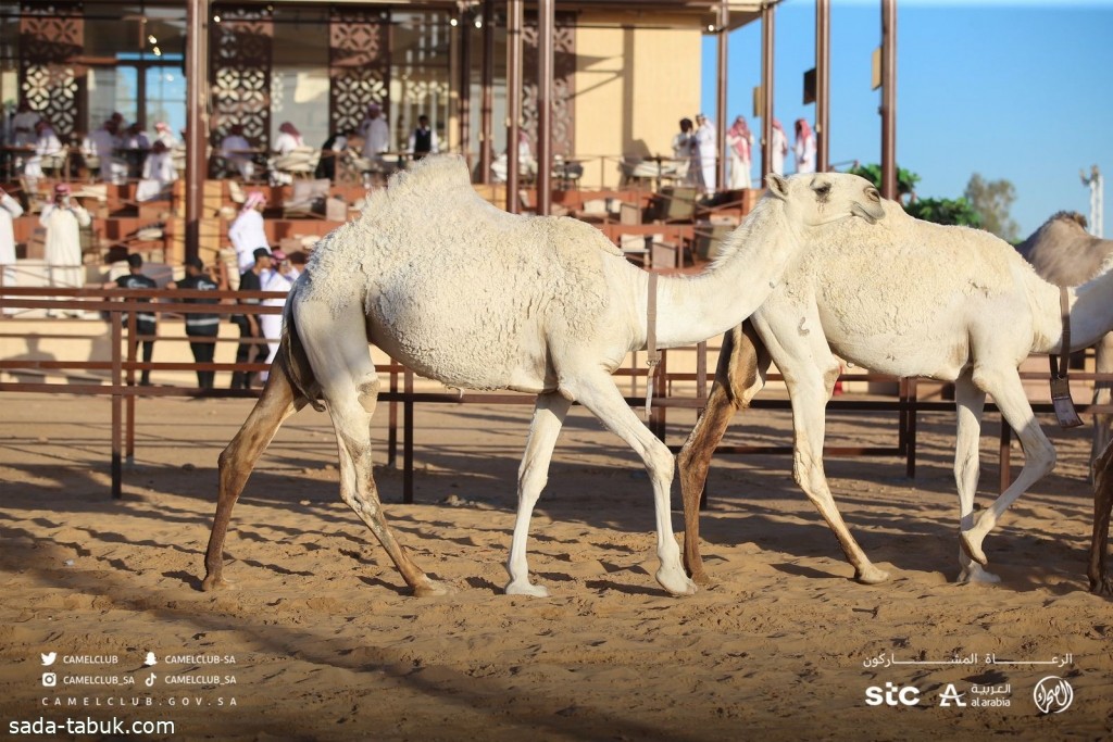 لجنة التحكيم النهائي تعلن أسماء الفائزين في فئة دق "حمر وشقح ووضح" بمهرجان "جادة الإبل" بتبوك