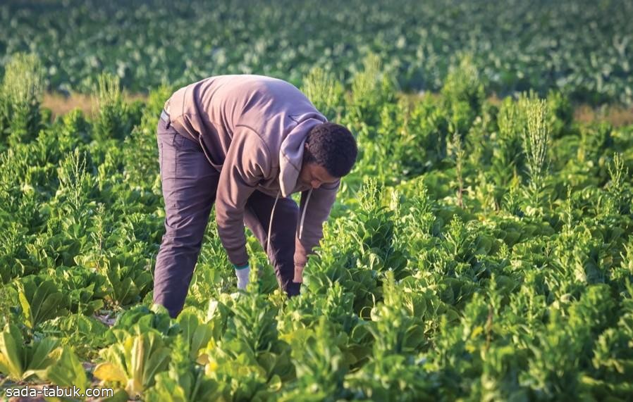 "البيئة": 1.5 مليون طلب للعمالة الزراعية بنهاية مايو