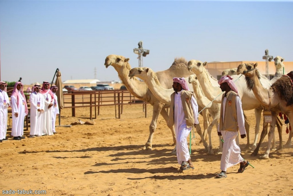 السهلي" و"الحربي" يخطفان منافسات الفحل المنتج للوني الشقح والحمر