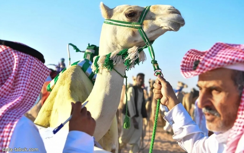 انطلاق السباق الثاني من المرحلة الأولى في سباق المفاريد بميدان تبوك