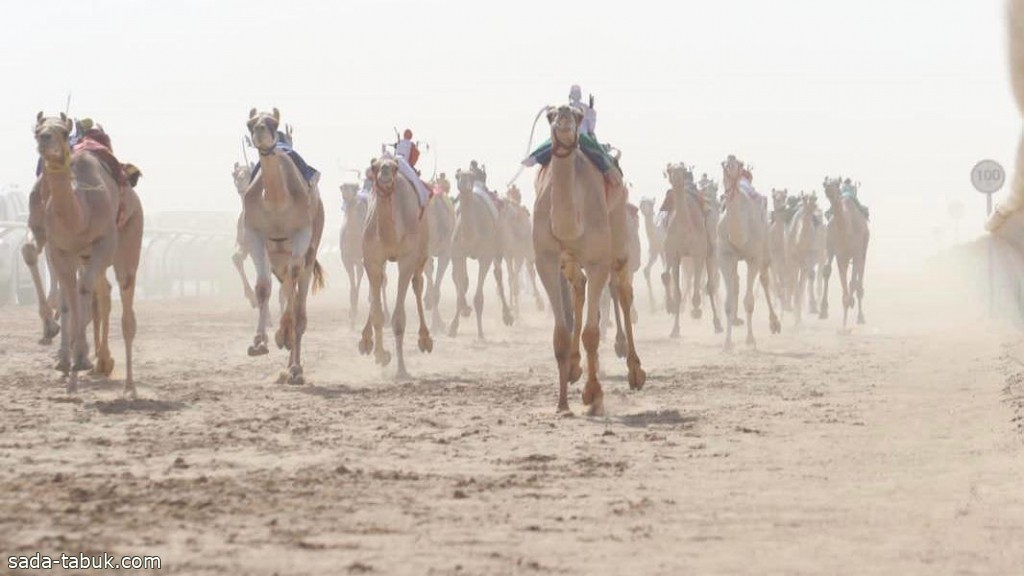 تأهُّل 264 مطيةً في سباق المفاريد.. والمرحلة النهائية في الطائف منتصف الشهر المقبل