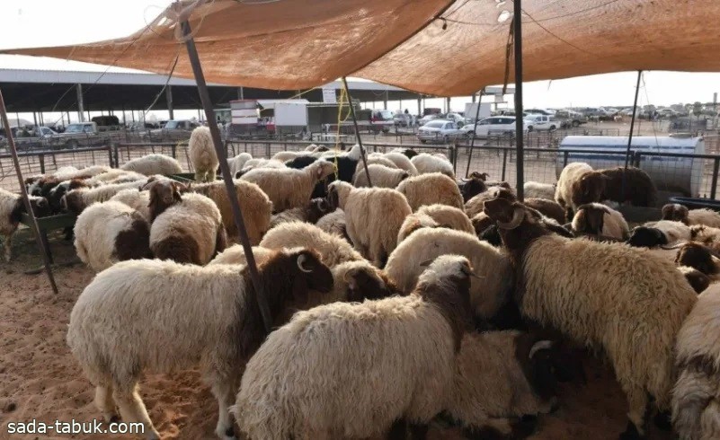 سوق المواشي بـ تبوك يشهد ازدياد الحركة الشرائية مع قرب حلول عيد الأضحى