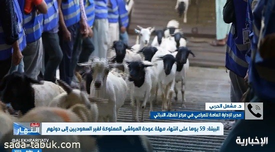 مسؤول بمركز الغطاء النباتي : مهلة لخروج الماشية المملكة لغير السعوديين ومن لم يلتزم ستتخذ بحقه الإجراءات النظامية