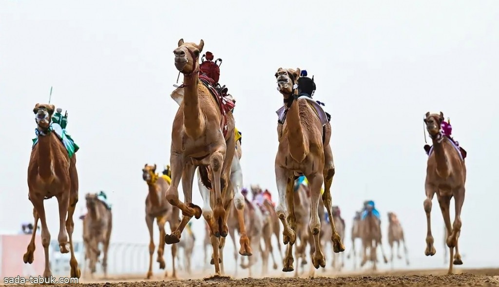 مهرجان ولي العهد للهجن يستعد لتحقيق أرقام قياسية جديدة بوصفه الأكبر على مستوى الرياضات السعودية