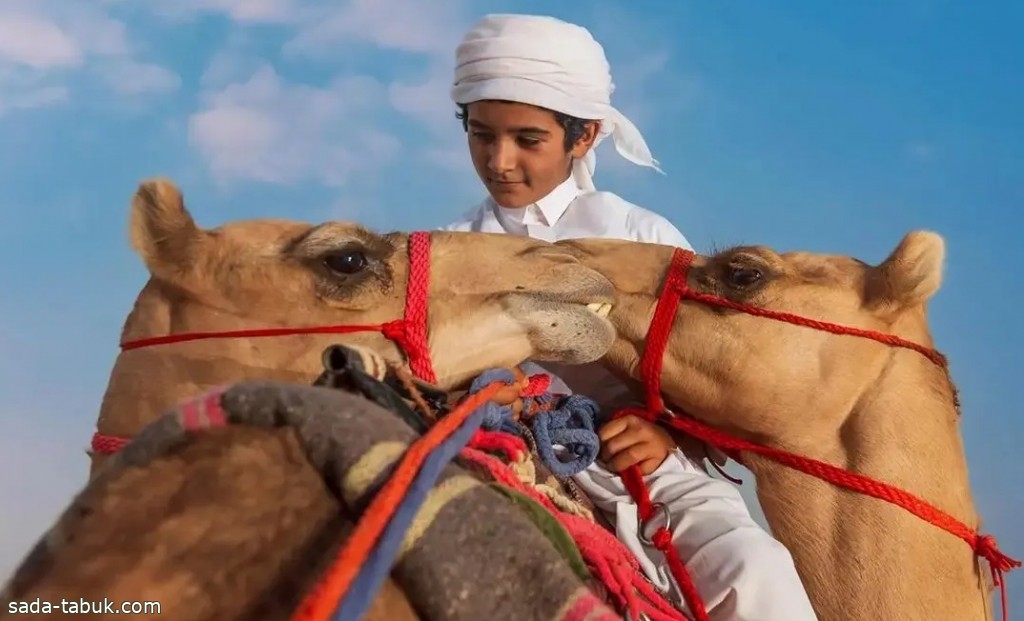 انطلاق مهرجان ولي العهد للهجن في نسخته الخامسة بالطائف