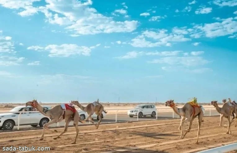 ميدان نجران للهجن يقيم سباقة الرسمي لسن "الجذاع فما فوق" غداً