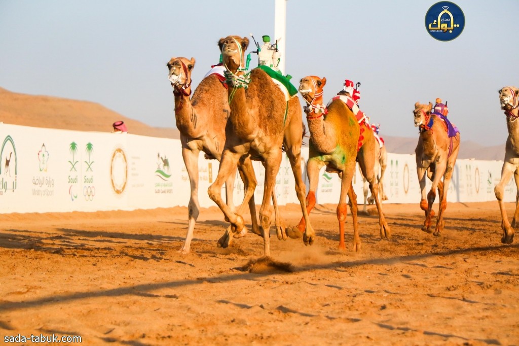 الهجن السعودية  تحسم الصدارة  في كأس"الأولمبية"