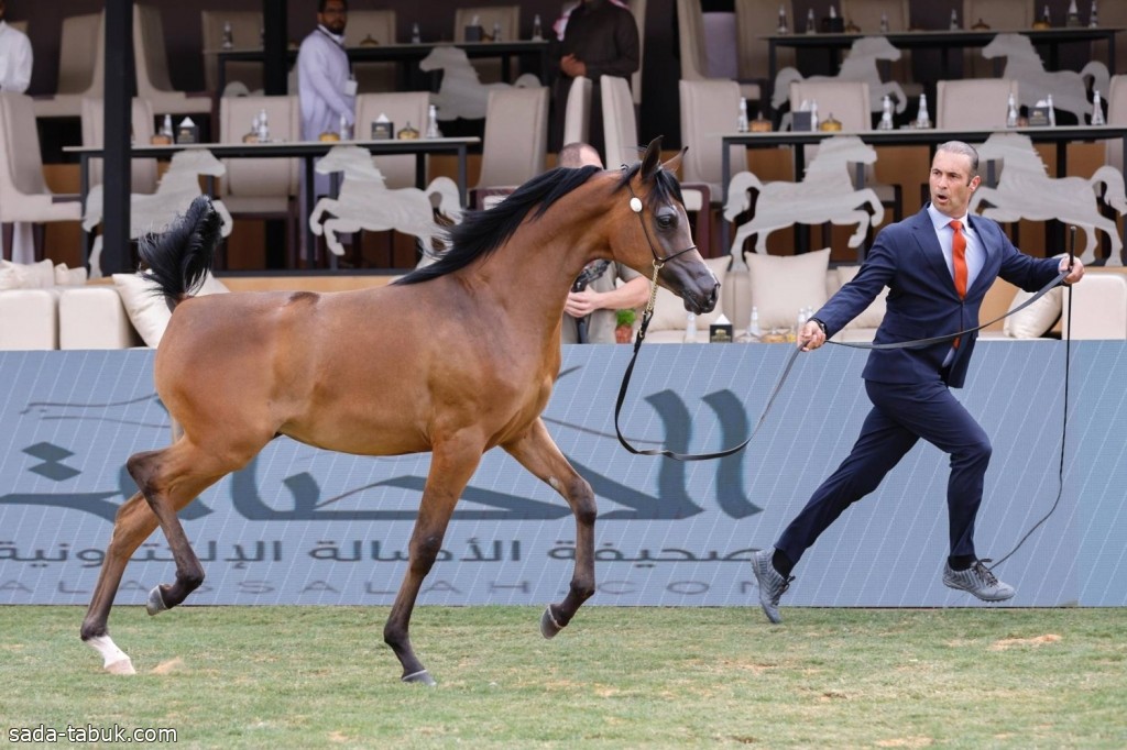 مهرجان الأمير سلطان العالمي للجواد العربي 2024.. نتائج مميزة لعذبة في بطولة الجياد سعودية الأصل والمنشأ